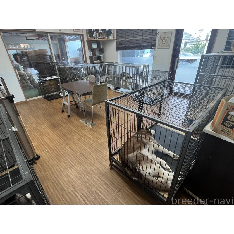 相坂真里亜ブリーダーの詳細