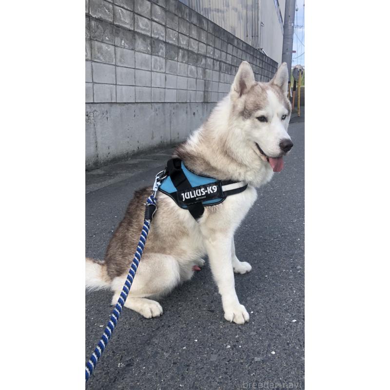 相坂真里亜ブリーダーの詳細