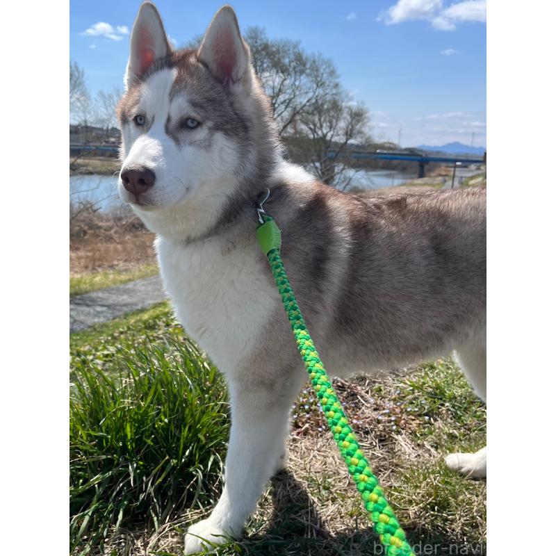 相坂真里亜ブリーダーの詳細