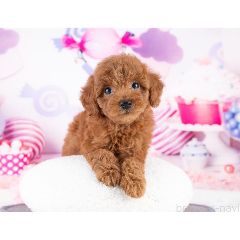 松原慶典ブリーダーの詳細の1枚目