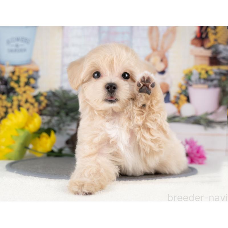 松原慶典ブリーダーの詳細