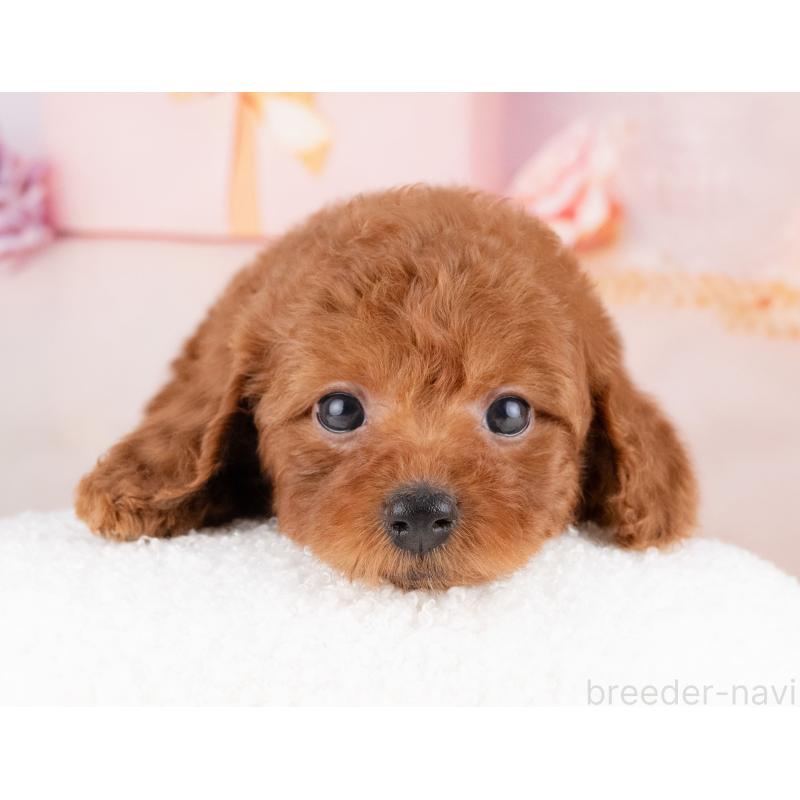 松原慶典ブリーダーの詳細