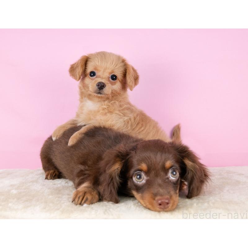 松原慶典ブリーダーの詳細