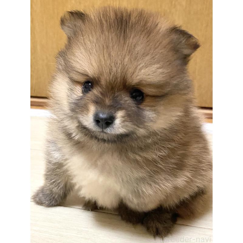 谷口恵理ブリーダーの詳細の1枚目