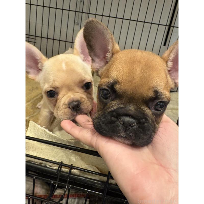 廣田愛美ブリーダーの詳細