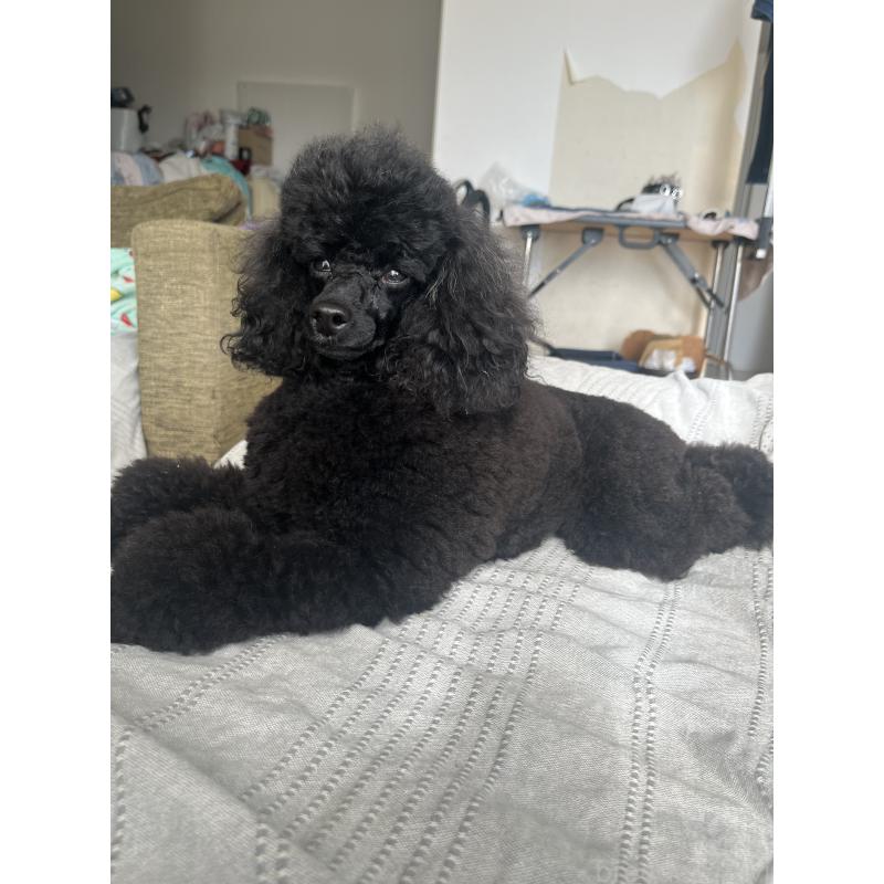 廣田愛美ブリーダーの詳細