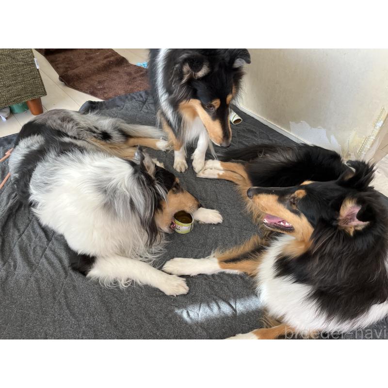 廣田愛美ブリーダーの詳細