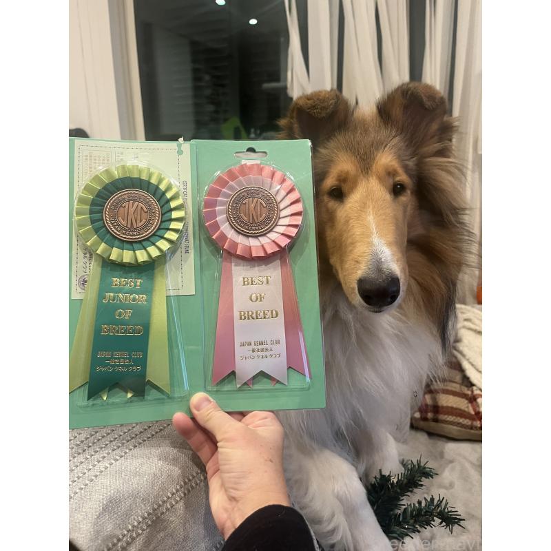 廣田愛美ブリーダーの詳細