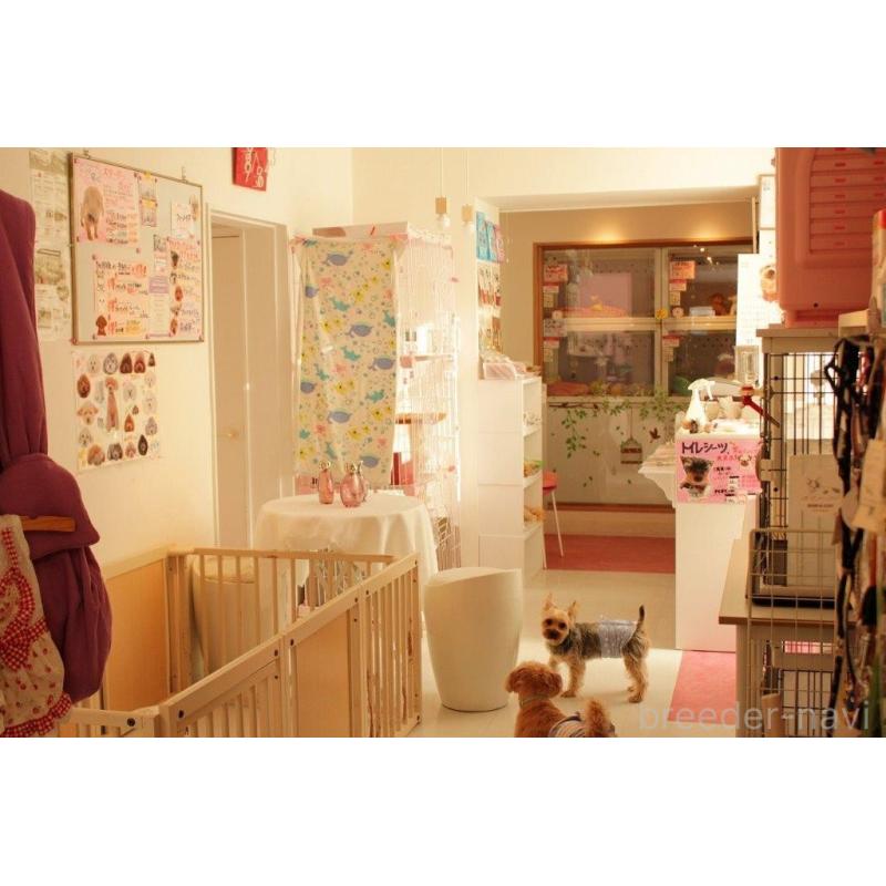 鈴木陽善ブリーダーの詳細