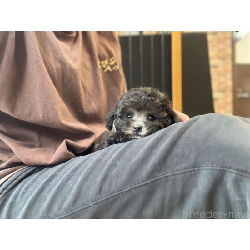 村上瑞紀ブリーダーの詳細