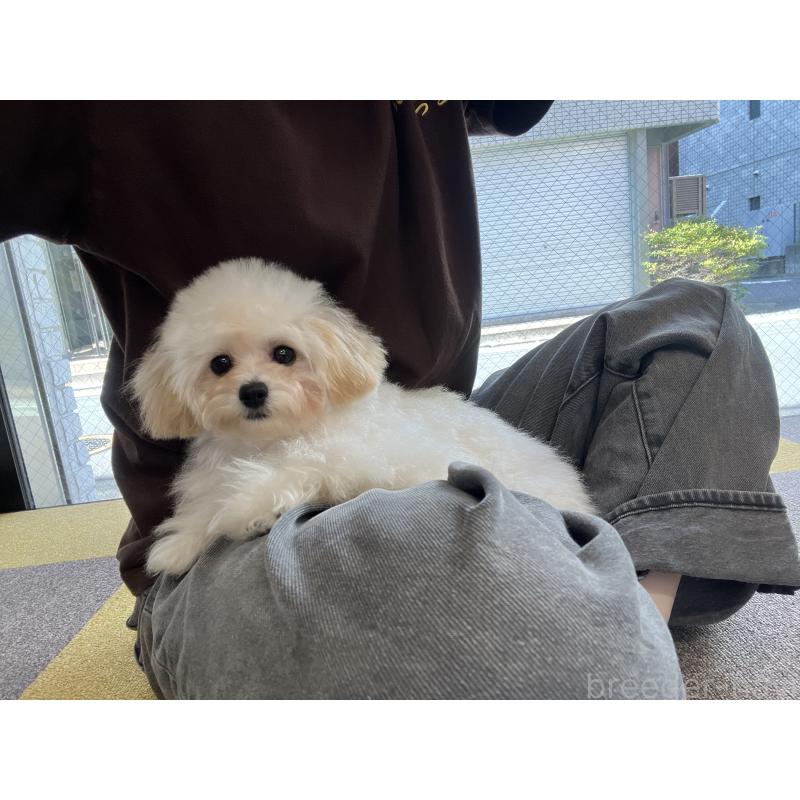 村上瑞紀ブリーダーの詳細