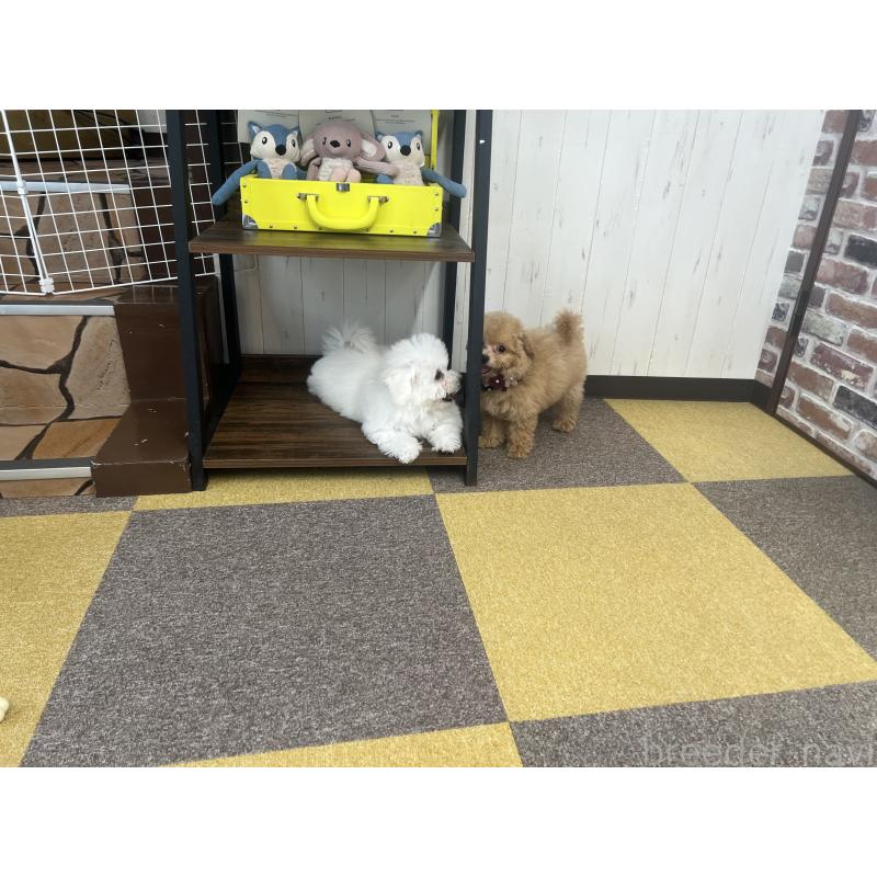 村上瑞紀ブリーダーの詳細