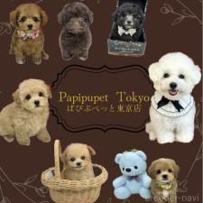 村上瑞紀ブリーダー