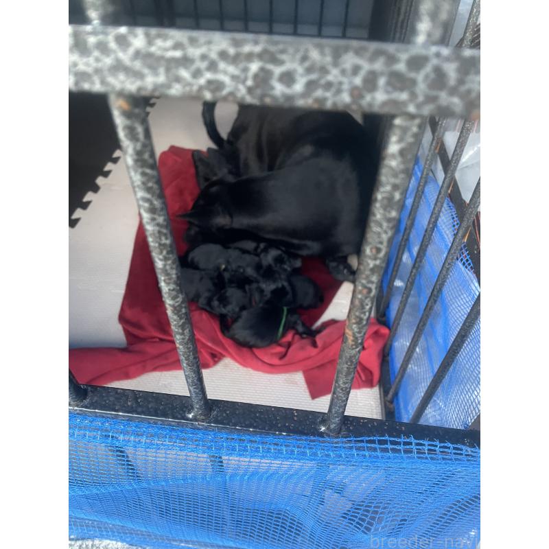 梁黄詠詩ブリーダーの詳細