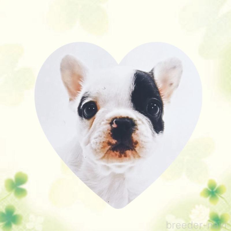 中川昭和ブリーダーの詳細の1枚目