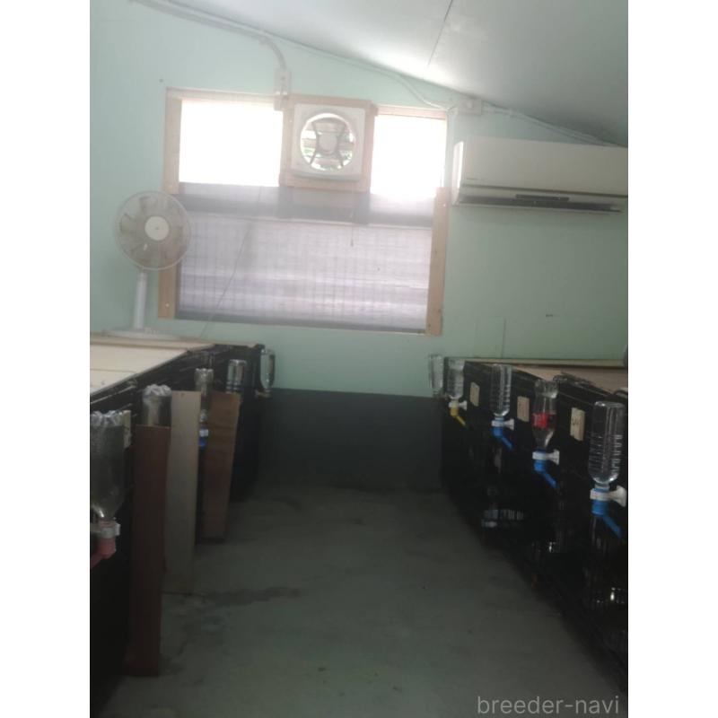 中川昭和ブリーダーの詳細