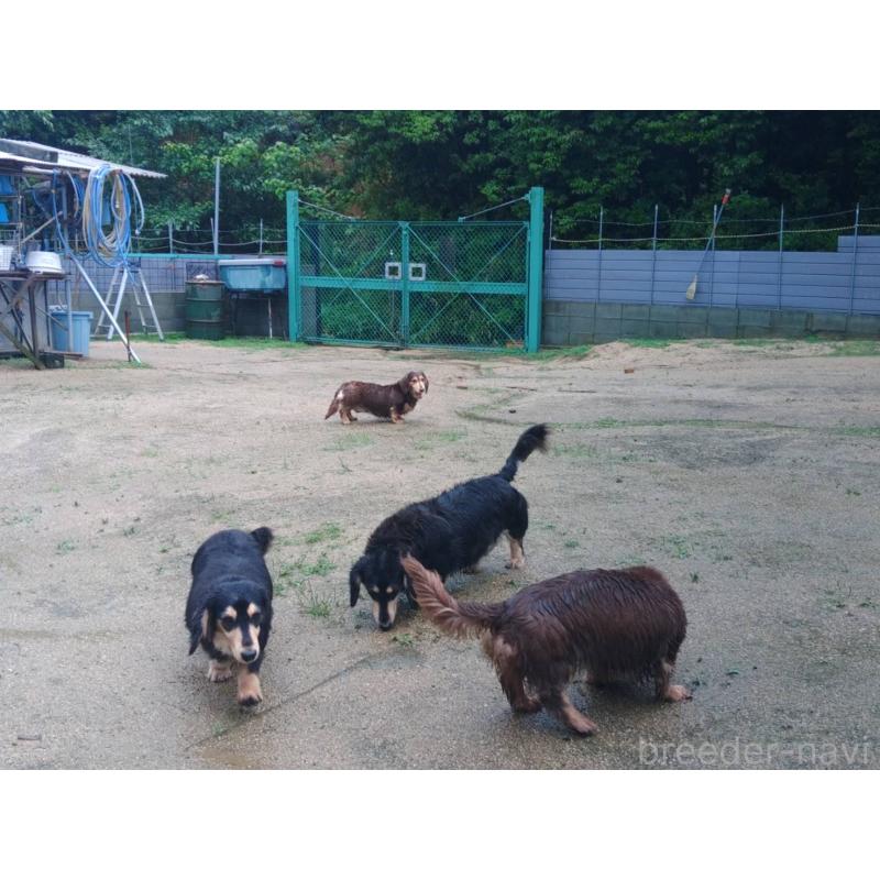 中川昭和ブリーダーの詳細