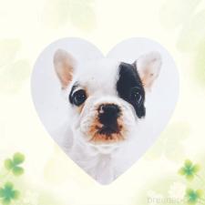 中川昭和ブリーダー