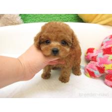 ♀︎トイプードル