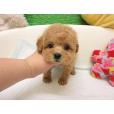 ♀︎トイプードル