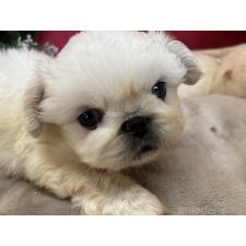 ♀︎ペキニーズ