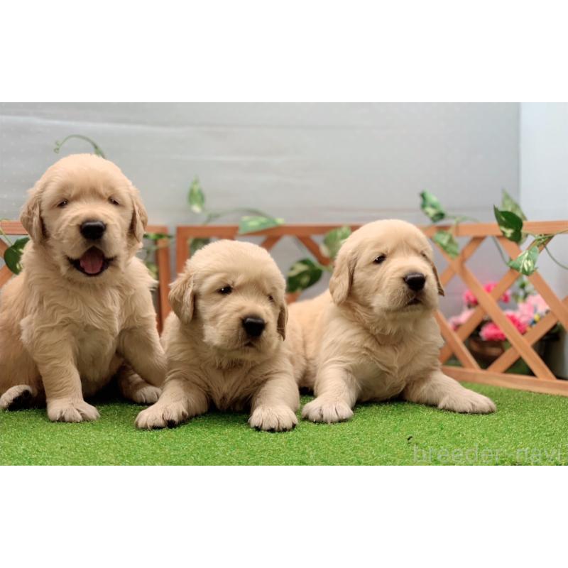 松波留理子ブリーダーの詳細