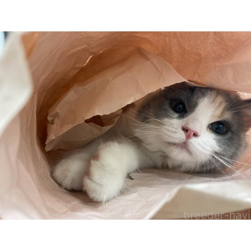 松波留理子ブリーダーの詳細