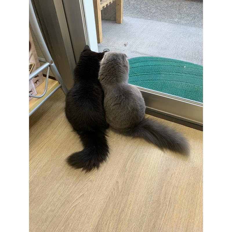 松波留理子ブリーダーの詳細