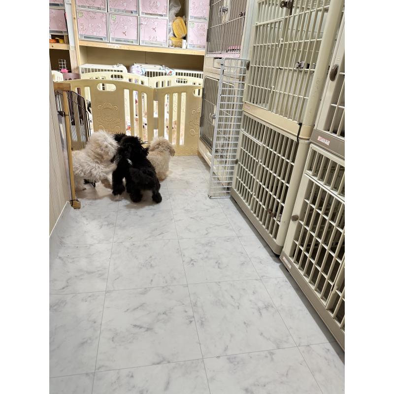 鈴木博子ブリーダーの詳細の1枚目