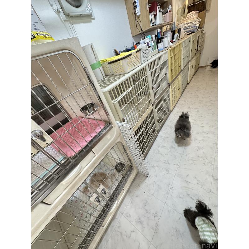 鈴木博子ブリーダーの詳細