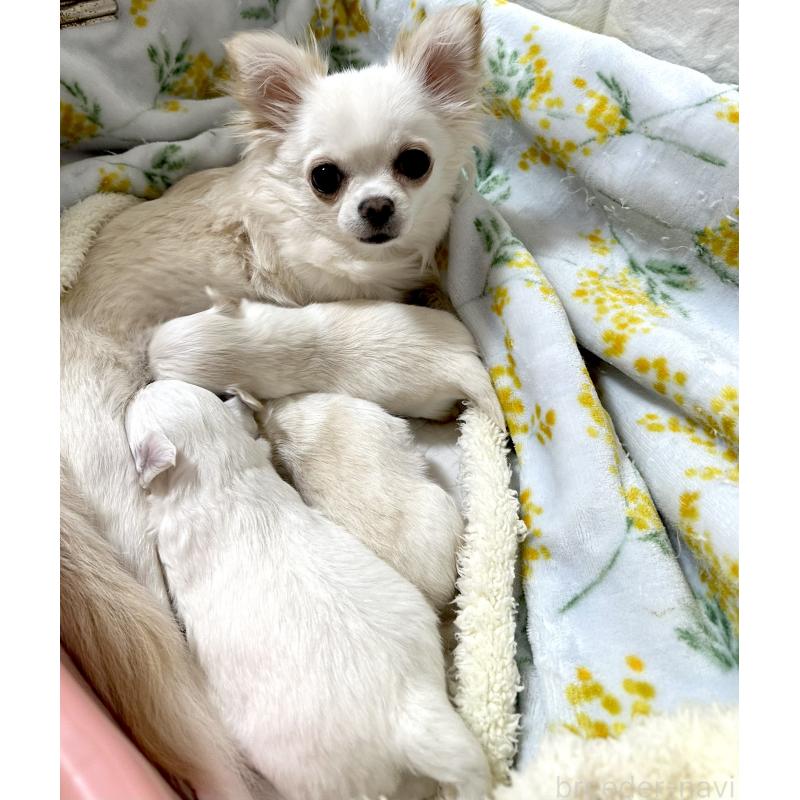 鈴木博子ブリーダーの詳細