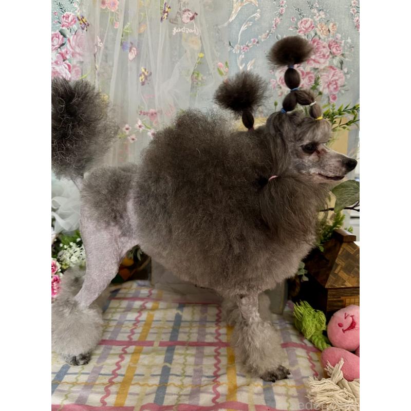 鈴木博子ブリーダーの詳細