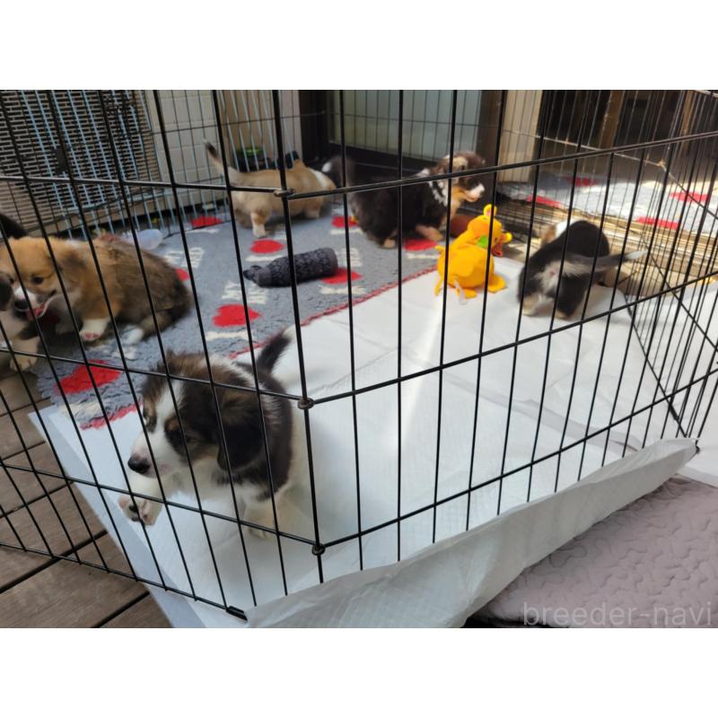 佐藤玲子ブリーダーの詳細