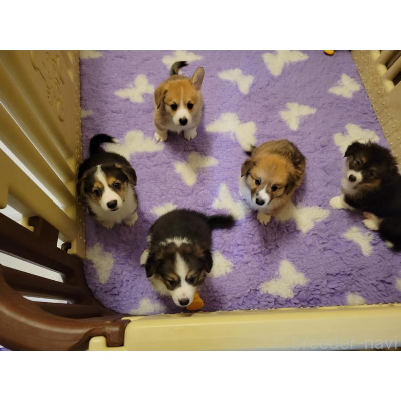 佐藤玲子ブリーダーの詳細