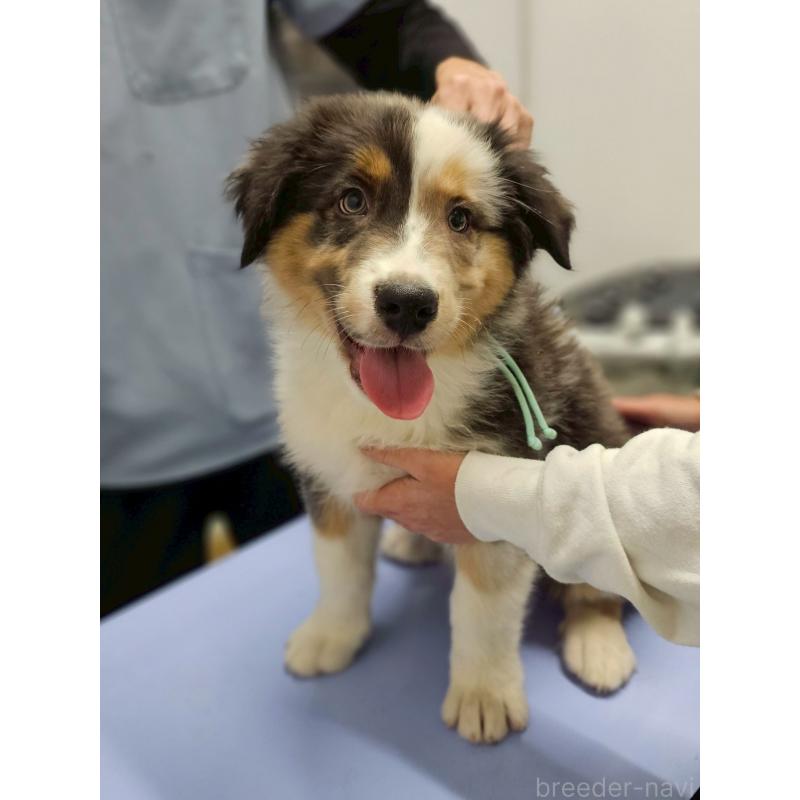 オーストラリアンシェパードの子犬を探す（2ページ目）｜ブリーダーナビ