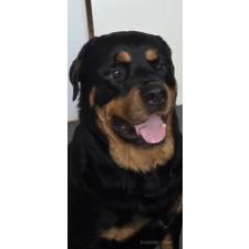 河野弥生ブリーダー