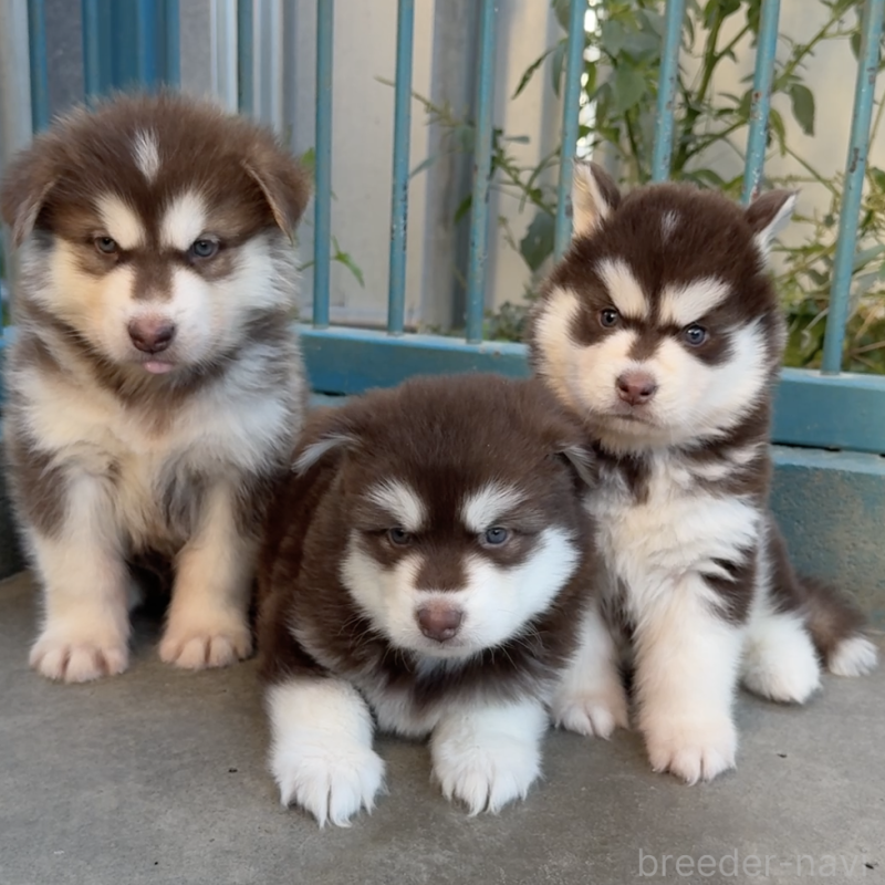 新庄宏善ブリーダーの詳細の1枚目