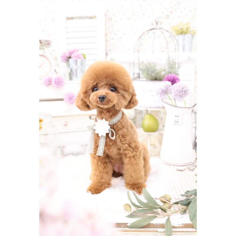 浮所ひと美ブリーダーの詳細