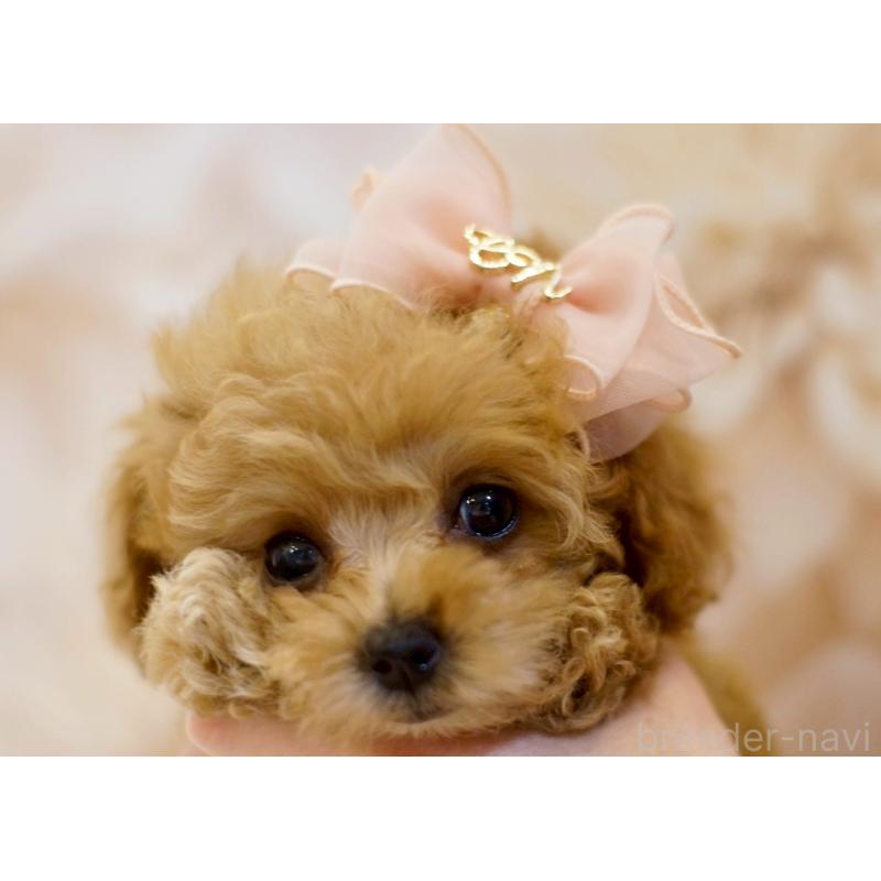 浮所ひと美ブリーダーの詳細