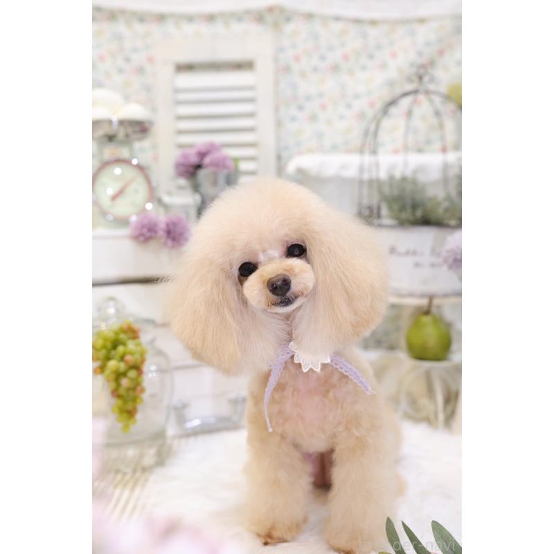 浮所ひと美ブリーダーの詳細