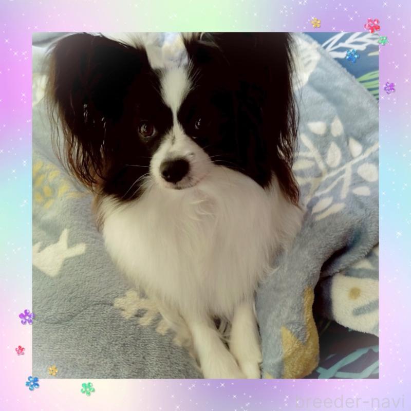 宮腰幸子ブリーダーの詳細の1枚目