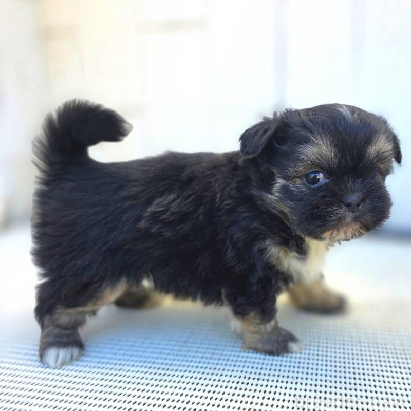 東北でチワズー:チワワ×シーズーの子犬を探す｜ブリーダーナビ