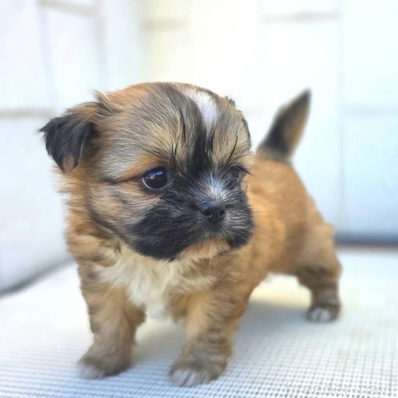 オーダー　ポメ　チワワ　マルチーズ　プードル　シーズー　柴犬 オーダー チワワ プードル シーズー マルチーズ 柴犬 ポメ