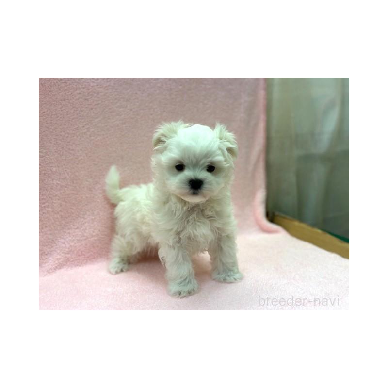 マルチーズの子犬を探す｜ブリーダーナビ