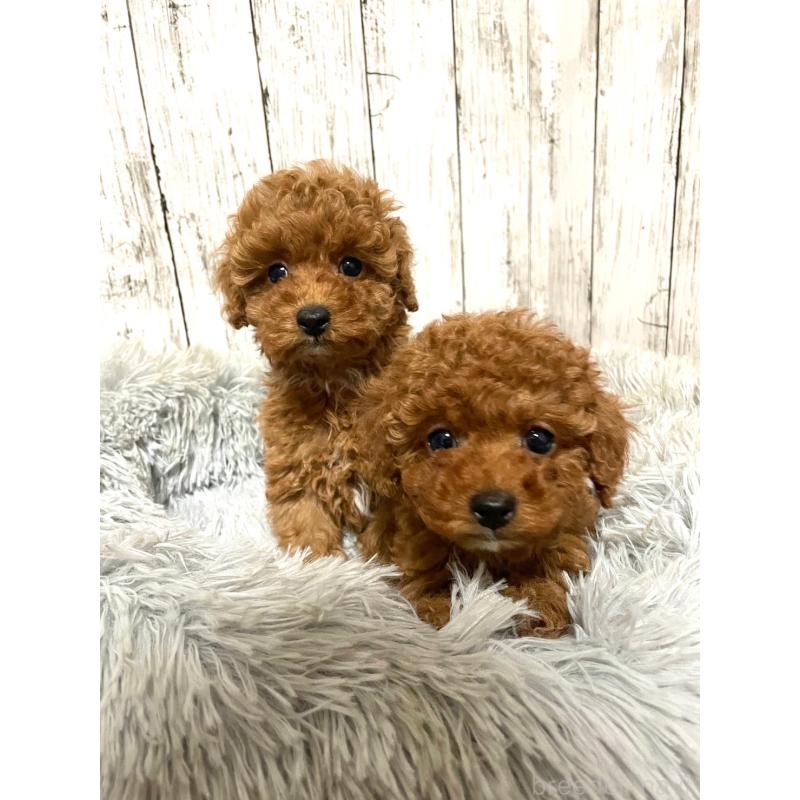 福地恒生ブリーダーの詳細