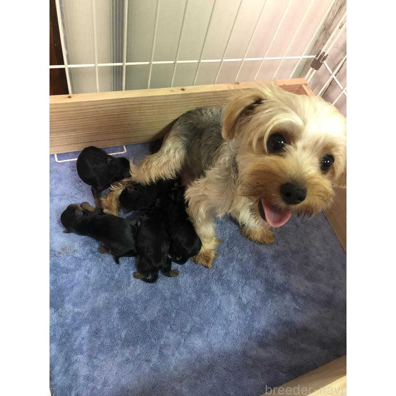 福地恒生ブリーダーの詳細