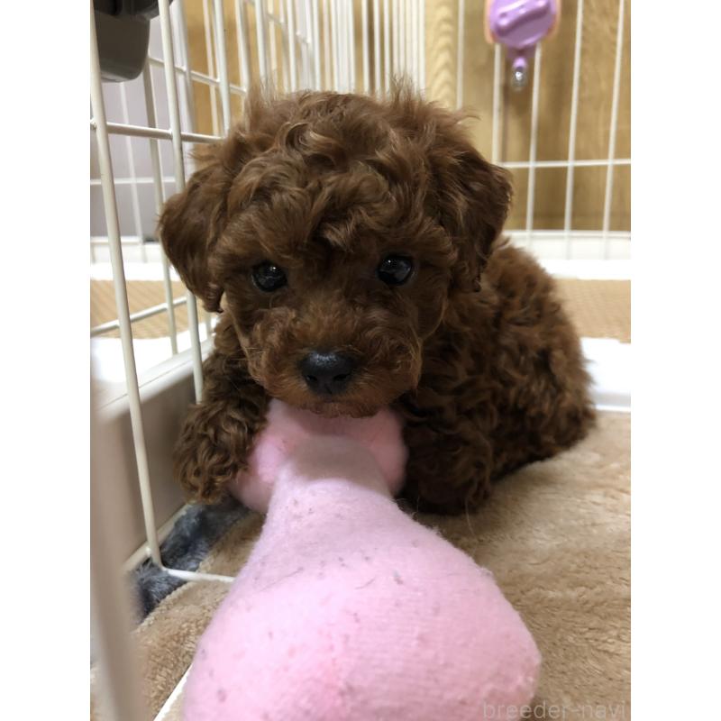 福地恒生ブリーダーの詳細