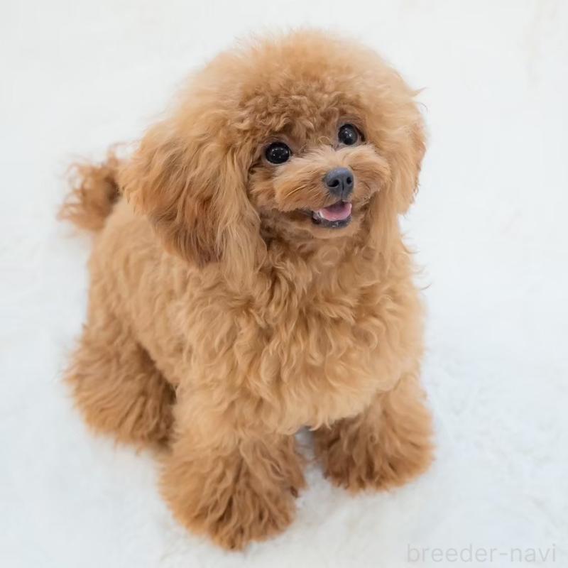 畑山恵ブリーダーの詳細の1枚目