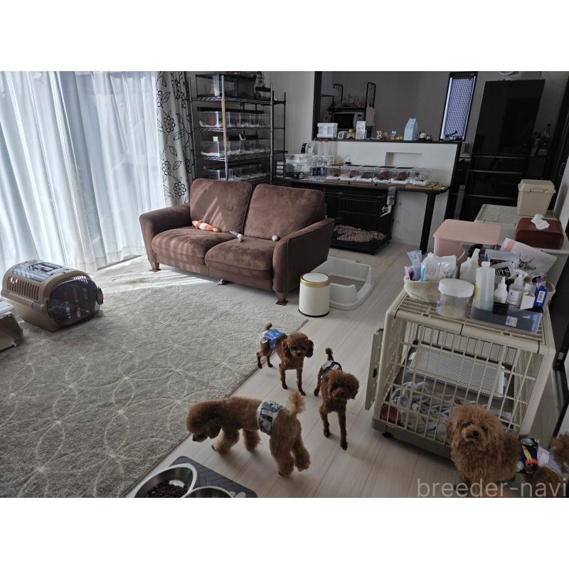 畑山恵ブリーダーの詳細