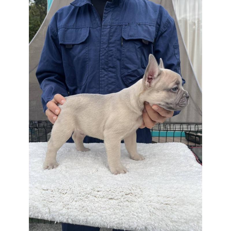 成約済の愛媛県のフレンチブルドッグ-424410の13枚目